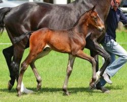 dressage horse Right to the Top (Oldenburg, 2012, from Royal Doruto OLD)