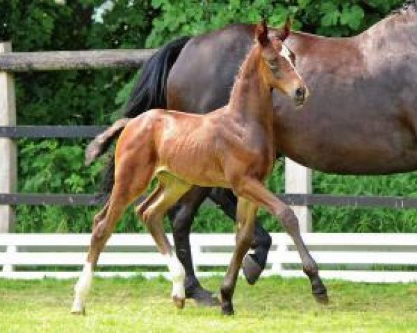 broodmare Forsythie (Oldenburg, 2012, from Foundation 2)