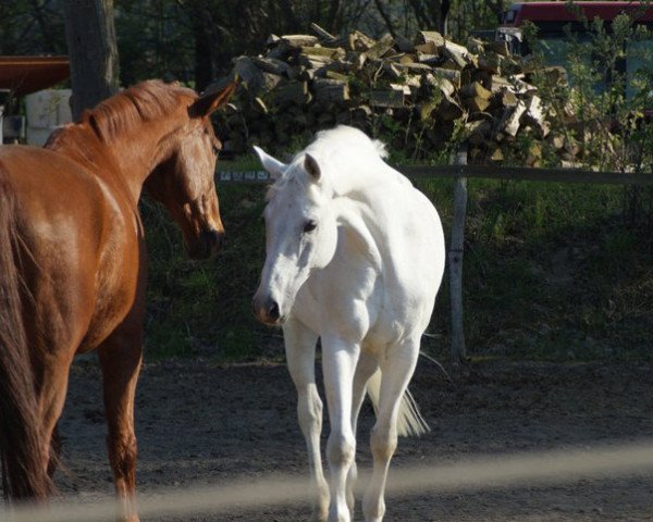 dressage horse Hochkarat (Hanoverian,  , from Hohenstein I)