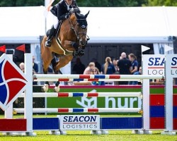 jumper Kentucky N (KWPN (Royal Dutch Sporthorse), 2015, from Carrera VDL)