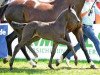 broodmare Stromzeit (Oldenburg, 2012, from Zonik)