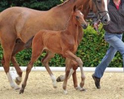 dressage horse Ruzetta (Oldenburg, 2012, from Zack)