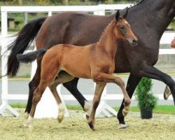 broodmare Marbella (Oldenburg, 2012, from Fidertanz)