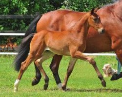 dressage horse Foreman Mj (Oldenburg, 2012, from Foundation 2)