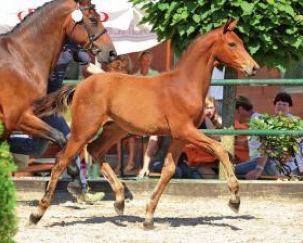 jumper Loretto (Oldenburg show jumper, 2012, from Los Angeles)