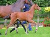 jumper No'1 (Oldenburg show jumper, 2012, from Numero Uno)