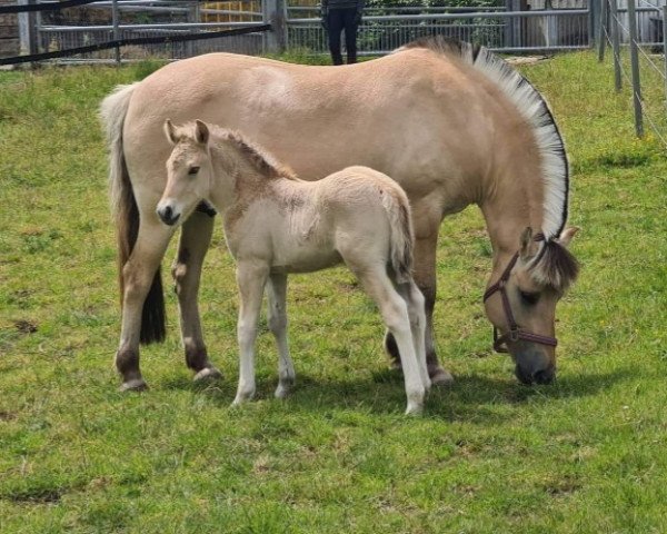 Pferd Chlans Bravo (Fjordpferd, 2022, von Bram)