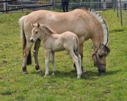 horse Chlans Bravo (Fjord Horse, 2022, from Bram)