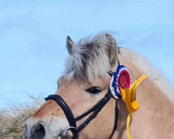 Pferd Jericho d'Ober (Fjordpferd, 2019, von Torsetblakken)