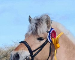 horse Jericho d'Ober (Fjord Horse, 2019, from Torsetblakken)