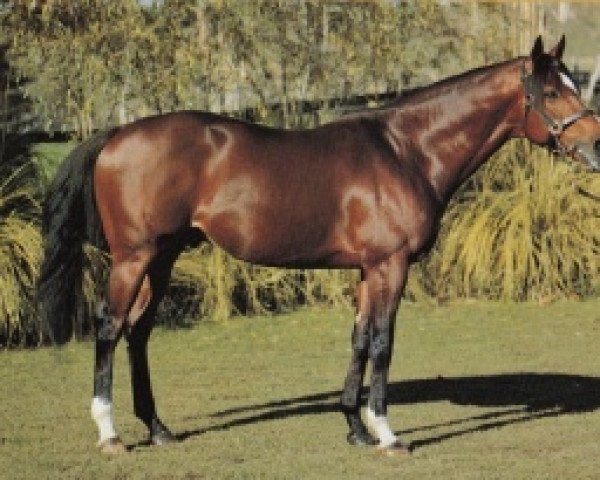 stallion McGinty xx (Thoroughbred, 1979, from One Pound Sterling xx)