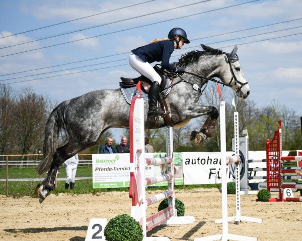 jumper Louisdor (German Sport Horse, 2012, from FBW Lacando de L)
