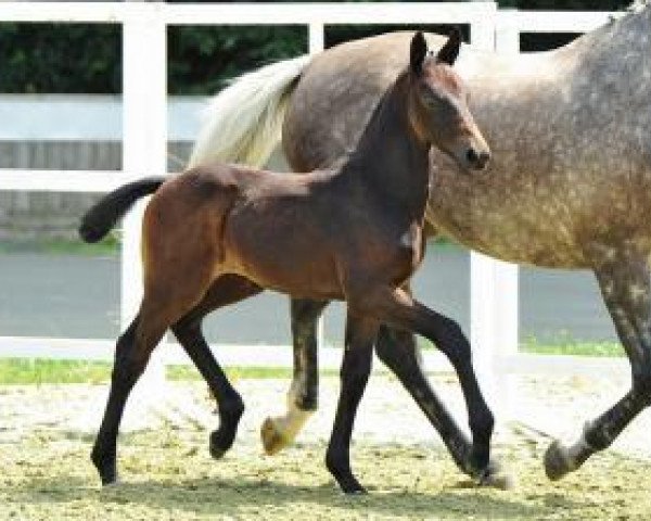 dressage horse Royal Boy (Oldenburg, 2012, from Royal Doruto OLD)