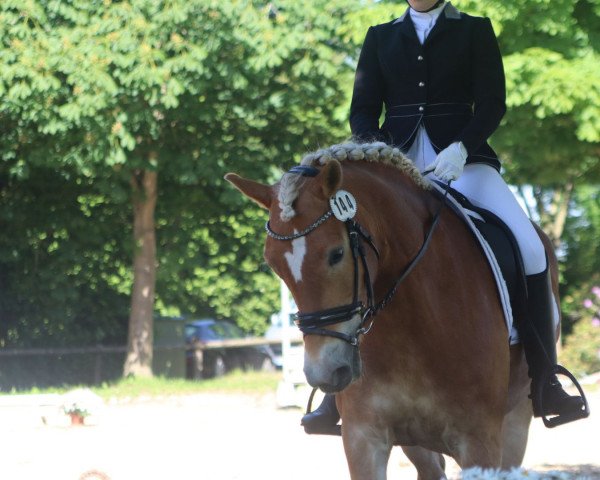 dressage horse Herzchen 14 (Haflinger, 2012, from Wüstenstern)