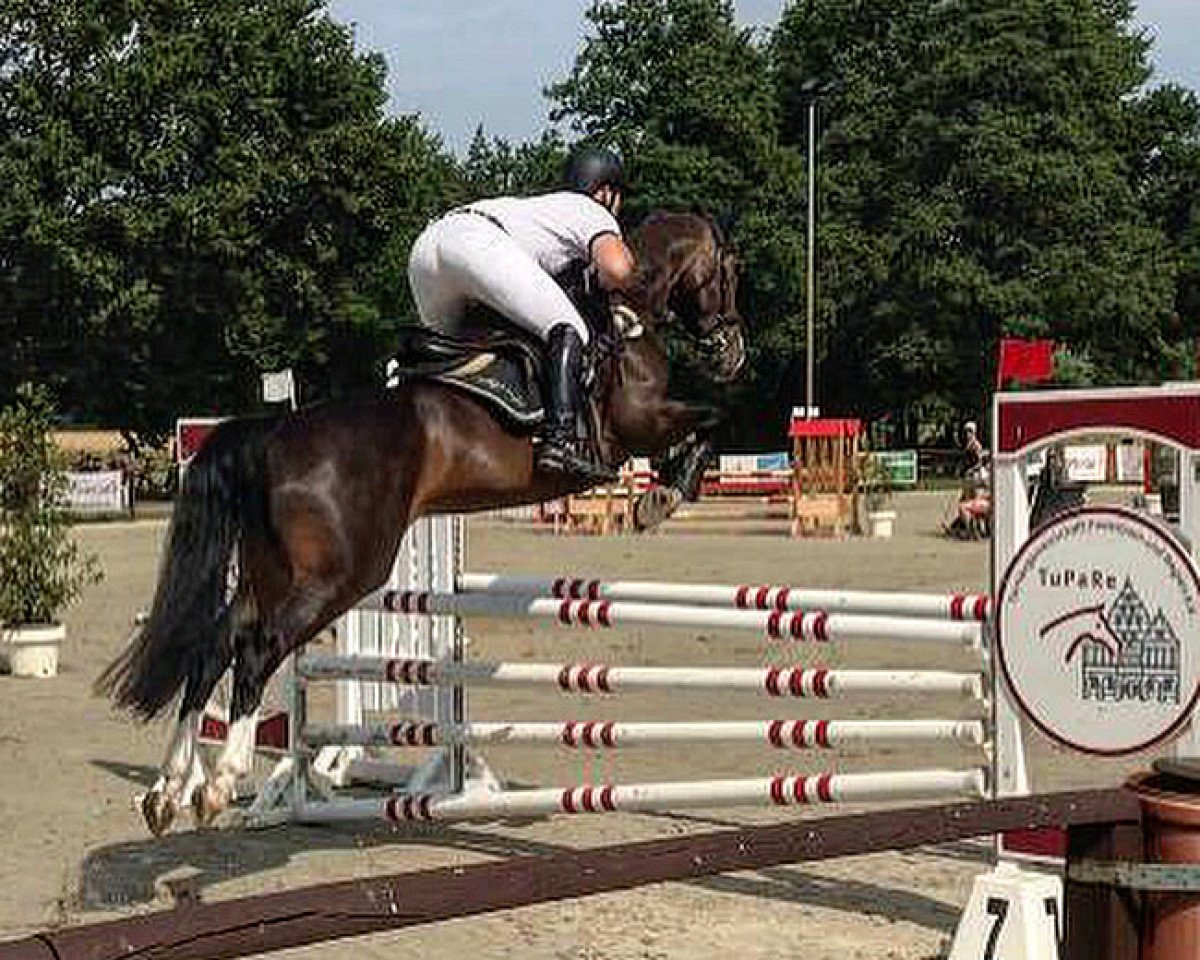 jumper Primera de Coco O (Westphalian, 2015, from Pilothago Dxb)