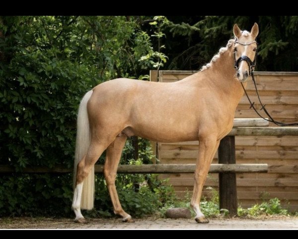 dressage horse Nancho's Goldzauber (German Riding Pony, 2017, from Heidbergs Nancho Nova)