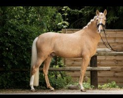 Dressurpferd Nancho's Goldzauber (Deutsches Reitpony, 2017, von Heidbergs Nancho Nova)