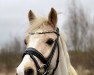 dressage horse Hesselteichs Golden Day (German Riding Pony, 2012, from HET Golden Dream)