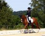 dressage horse Nightfever 14 (German Riding Pony, 2015, from Fs Numero Uno)