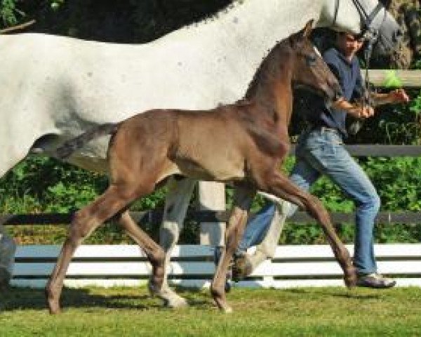 dressage horse Brissago (Oldenburg, 2012, from Bretton Woods)