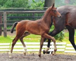 Dressurpferd Empire of Hope (Oldenburger, 2012, von Don Tango B)