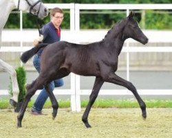 dressage horse Snow Moon (Oldenburg, 2012, from Surprice)