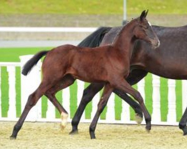 broodmare Astafani (Oldenburg, 2012, from Sir Donnerhall I)