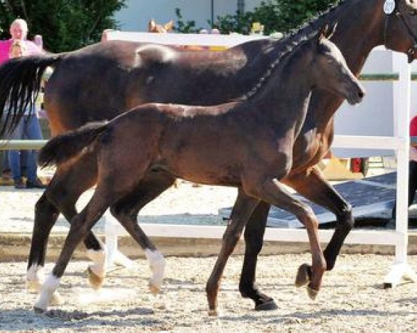 dressage horse Tolstoi (Oldenburg, 2012, from Totilas)