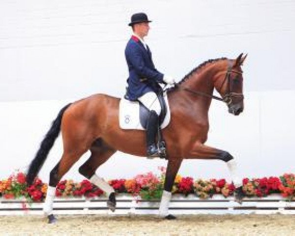 dressage horse Stoneman (Oldenburg, 2008, from Sandro Hit)