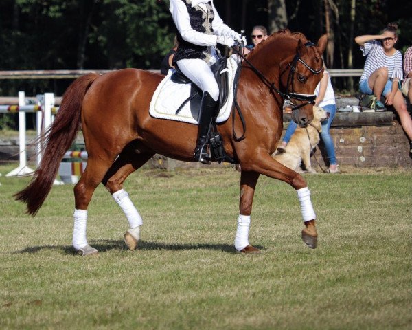 dressage horse Daves Hw (German Riding Pony, 2008, from Don Davidoff 5)