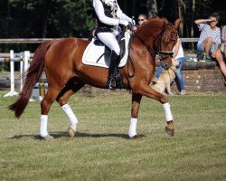 Dressurpferd Daves Hw (Deutsches Reitpony, 2008, von Don Davidoff 5)