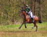 jumper Zwerg S (Oldenburg show jumper, 2007, from Cellini 8)