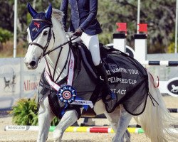 jumper Shangri-La (KWPN (Royal Dutch Sporthorse), 2011, from VDL Cardento 933)