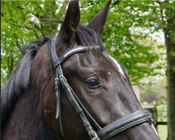 dressage horse Da Vinci (Hanoverian, 2019, from De Beau)