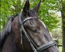 dressage horse Da Vinci (Hanoverian, 2019, from Harmony's de Beau)