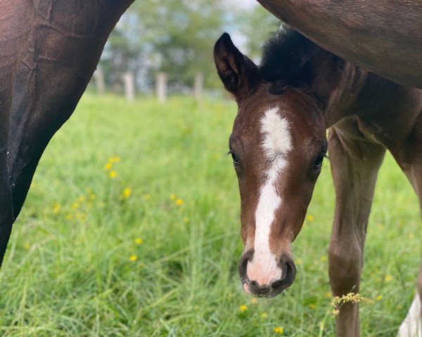 dressage horse Zuckerbub (Westphalian, 2022, from Zoom)