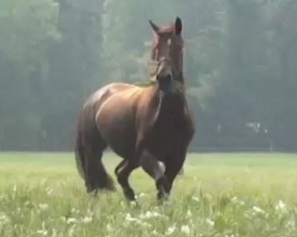 dressage horse Domenica 74 (Oldenburg, 2004, from Jazz Time)