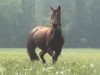 dressage horse Domenica 74 (Oldenburg, 2004, from Jazz Time)