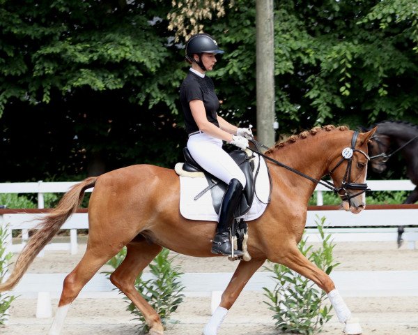 dressage horse Cooper de Luxe 3 (German Riding Pony, 2019, from FS Champion de Luxe)
