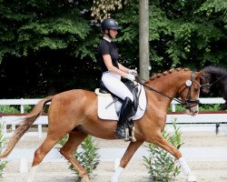 dressage horse Cooper de Luxe 3 (German Riding Pony, 2019, from FS Champion de Luxe)