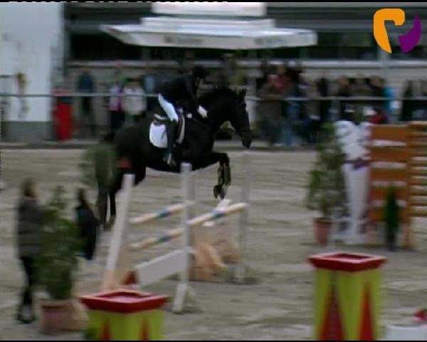 Pferd Rondo a capriccio (Hessisches Warmblut, 2000, von Rubin Star N)