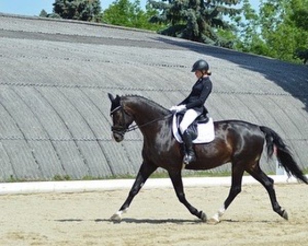 horse Nespresso (Austrian Warmblood, 2015, from Negro)