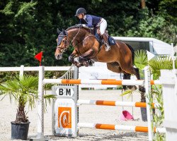 jumper Hamilton Db (KWPN (Royal Dutch Sporthorse), 2012, from Tornesch)