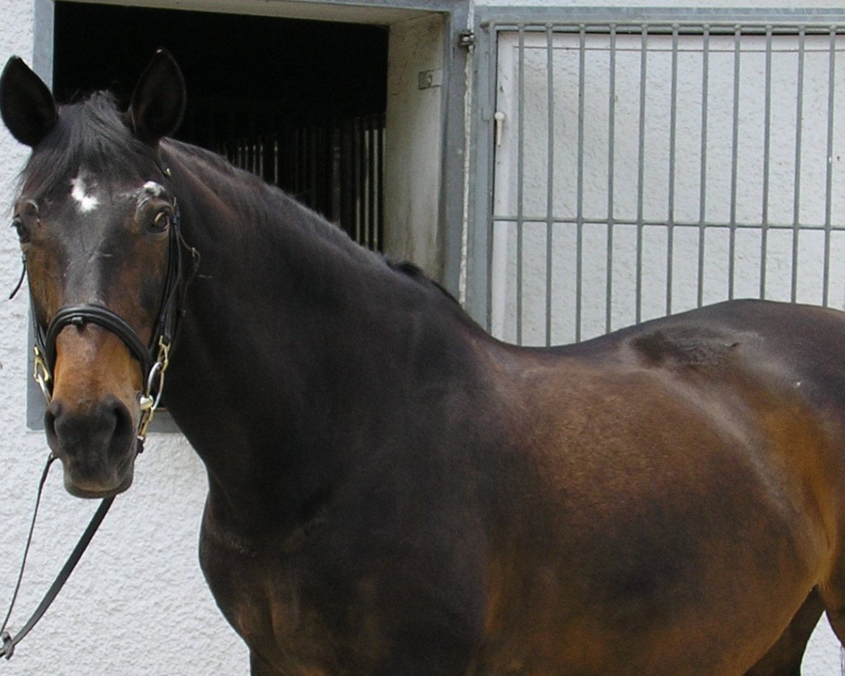 broodmare Thora (Hanoverian, 1981, from Toscanini)
