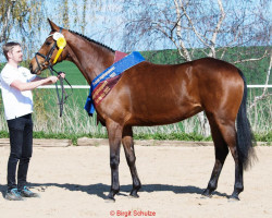 broodmare Tea Time (Trakehner, 2017, from Waitaki 31)