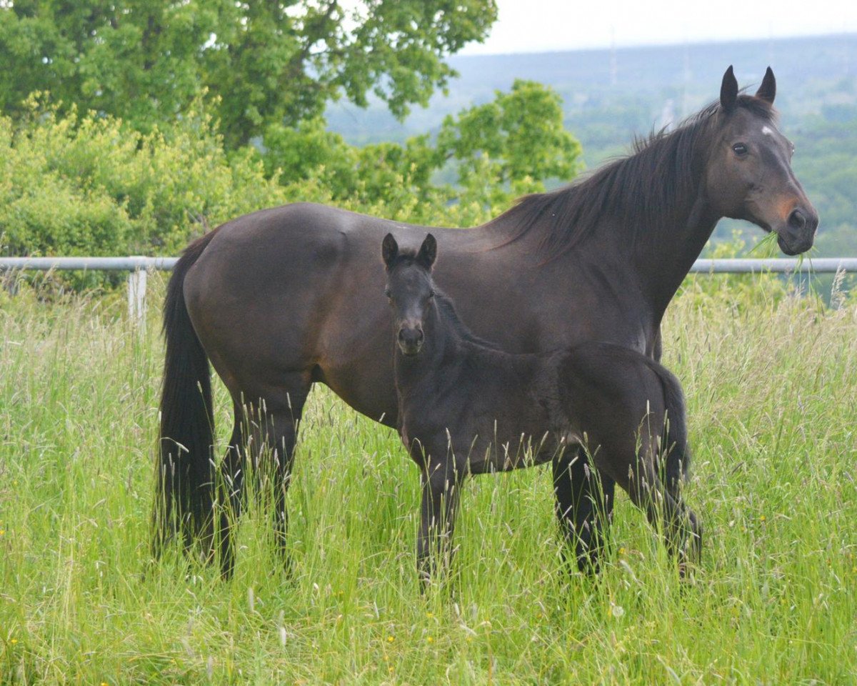 broodmare Time at Time xx (Thoroughbred, 2002, from Alwuhush xx)