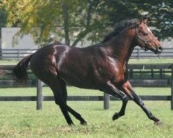 stallion Scaredee Cat xx (Thoroughbred, 2000, from Tale Of The Cat xx)