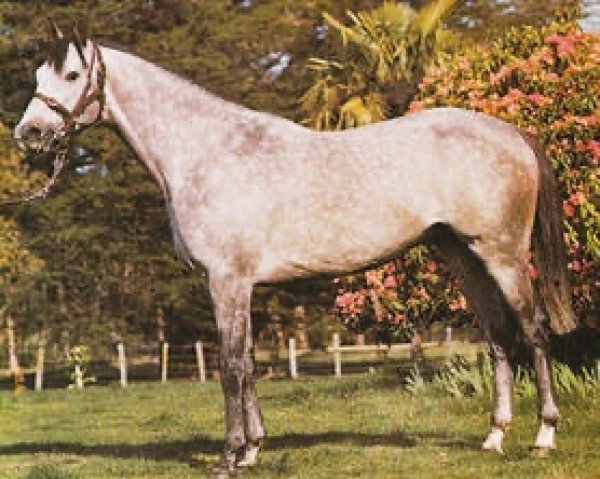 stallion Super Gray xx (Thoroughbred, 1972, from Nijinsky xx)