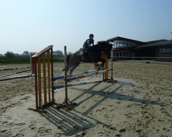Dressurpferd Valence (Nederlands Rijpaarden en Pony, 2004, von Vitano)