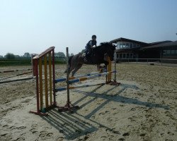 dressage horse Valence (Nederlands Rijpaarden en Pony, 2004, from Vitano)